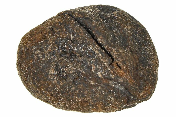 Pliocene Fossil Hickory Tree (Carya) Nut - France #365367